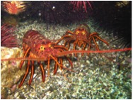 California Spiny Lobster